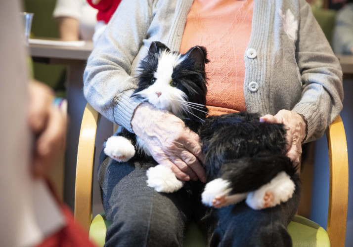 Terapevtske mačke v domove upokojencev prinašajo raznolikost v vsakdanje življenje